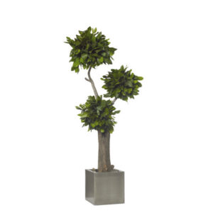 Stabiliseeritud puu Jumbo Salal