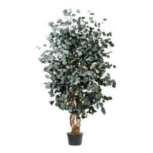 Säilitatud puu Wide Populus