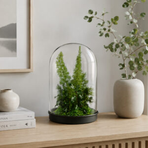 Terrarium Collection: Sprengeri