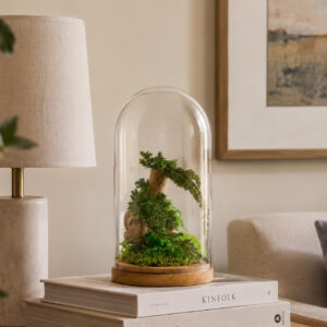 Terrarium Collection: Juniperus & wood