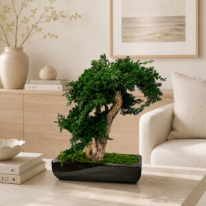 Preserved Bonsai Tree 40 cm