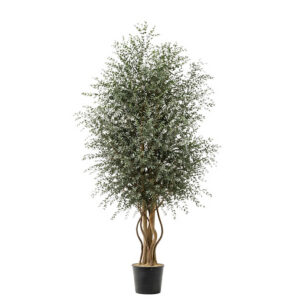 Preserved tree Wide Parvifolia 130, 180 cm
