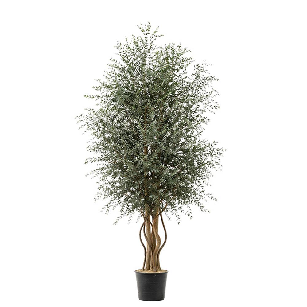 Stabiliseeritud puu Wide Parvifolia