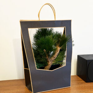 Стабилизированный бонсай сосна 40 см в подарочной упаковке