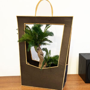 Стабилизированный бонсай Thuja в подарочной упаковке