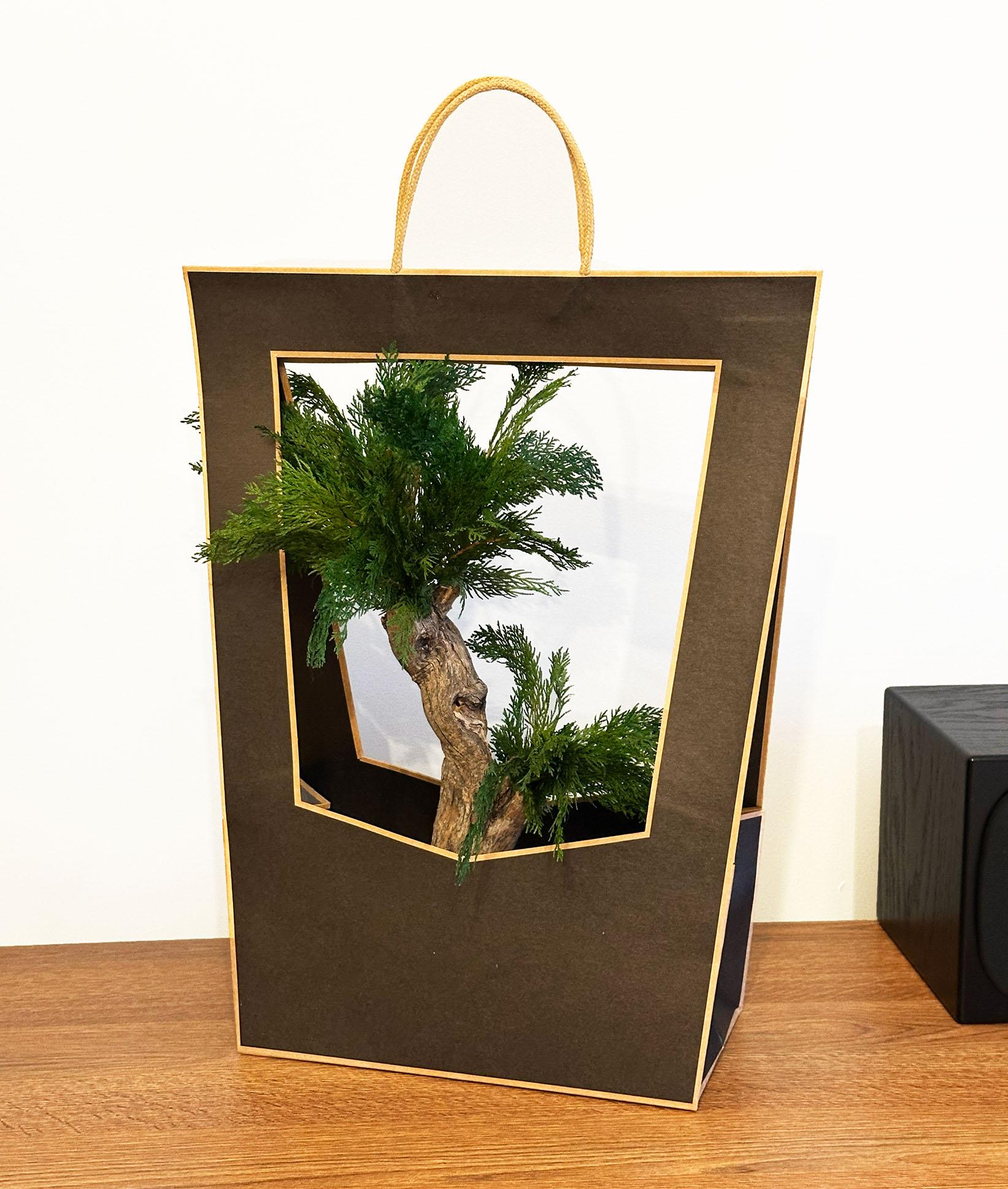 Стабилизированный бонсай Thuja в подарочной упаковке