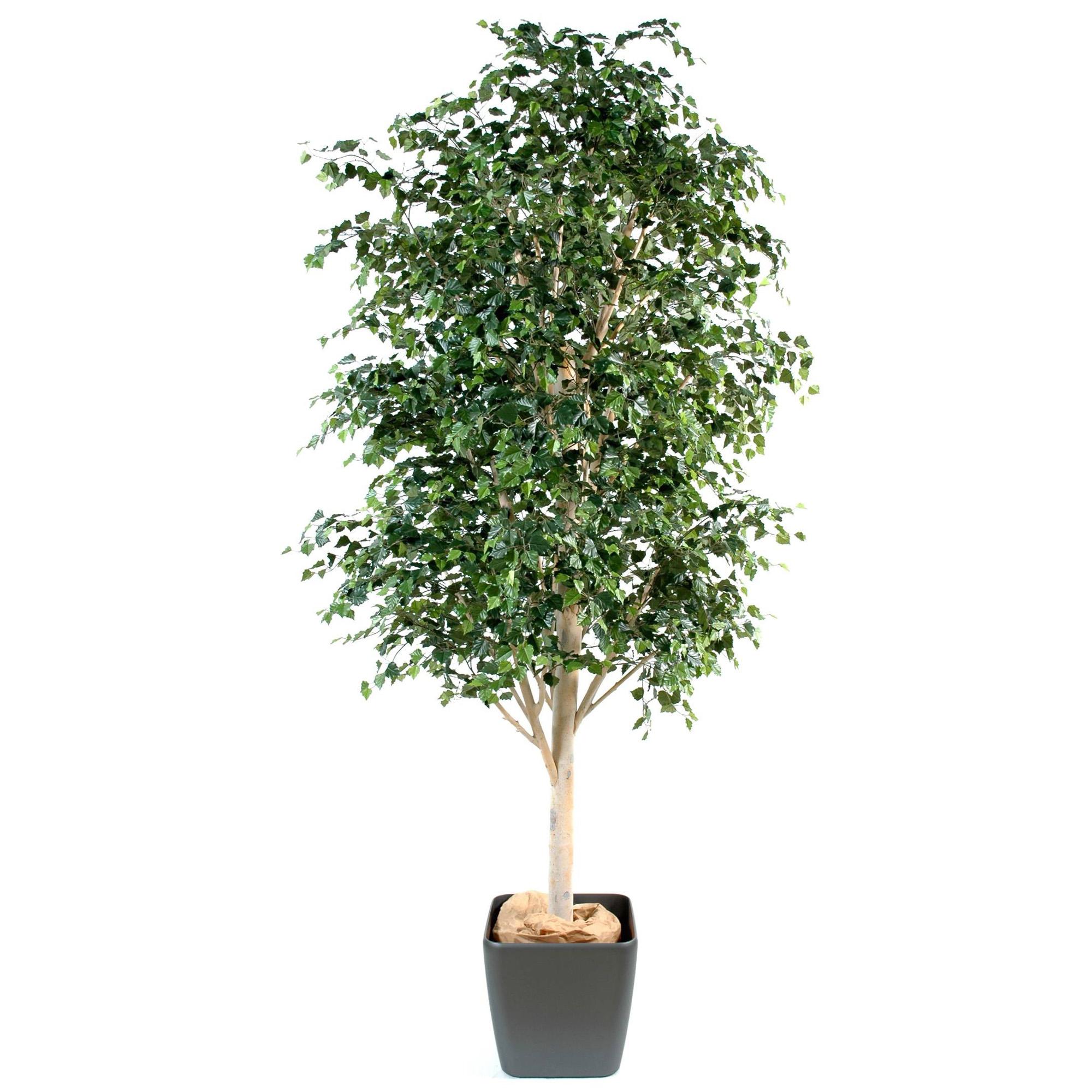 Kunst kasepuu 300 - 400 cm