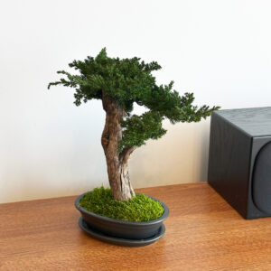 Stabiliseeritud bonsai Juniperus 2