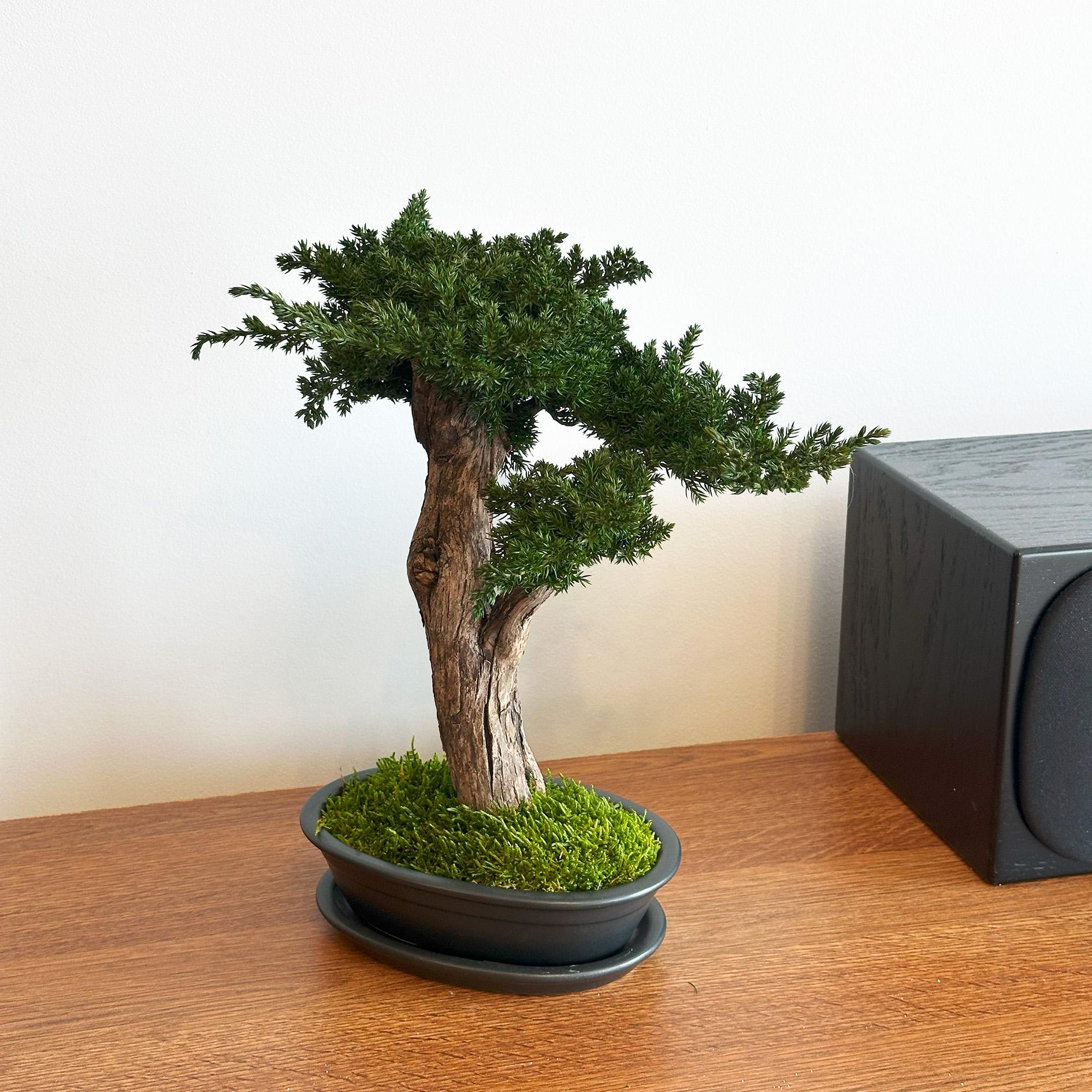 Stabiliseeritud bonsai Juniperus 2