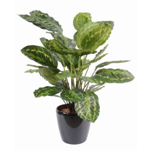 Kunstlik Calathea Roseopicta Green 70 cm