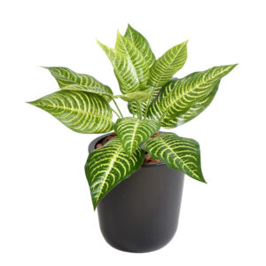 Kunstlik mini Aphelandra 30 cm