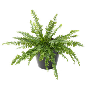 Kunstlik Boston sõnajalg Luxury 65 cm