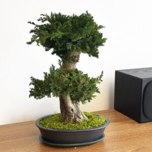 Стабилизированный бонсай юниперус Джои 45 см