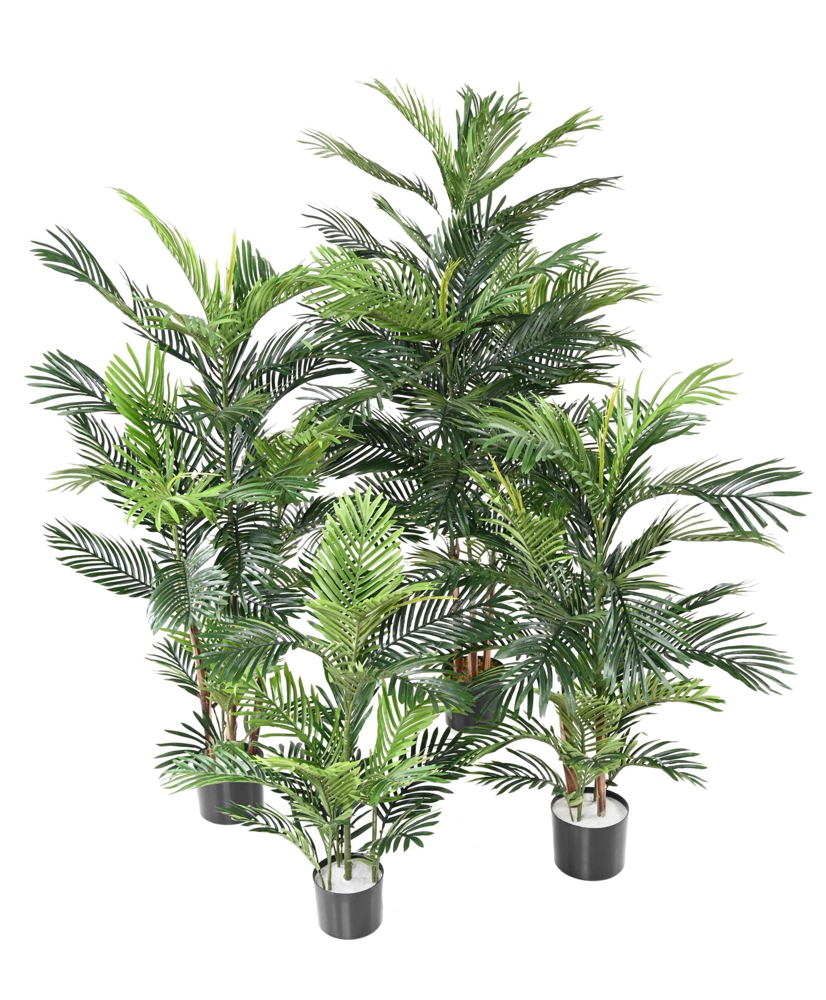 areca-tree (6)