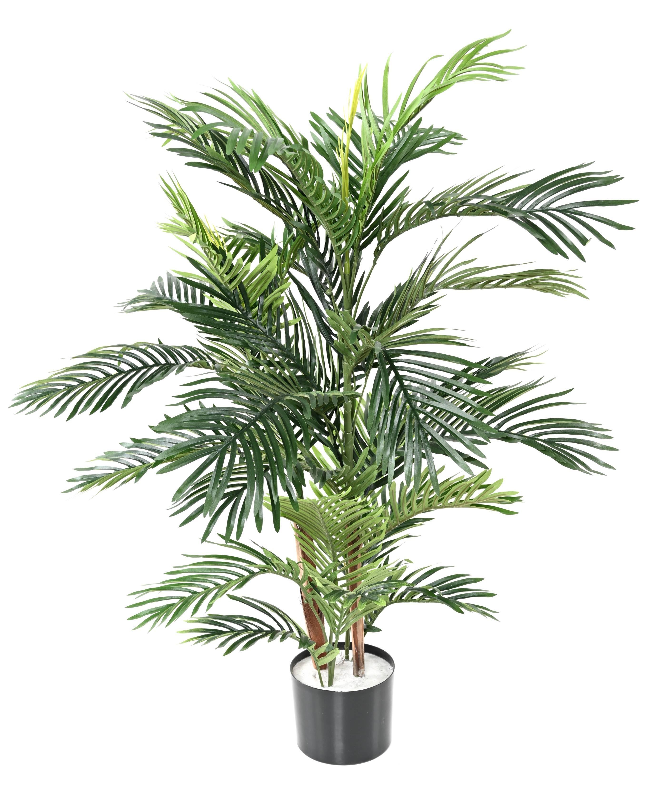 areca-tree (7)
