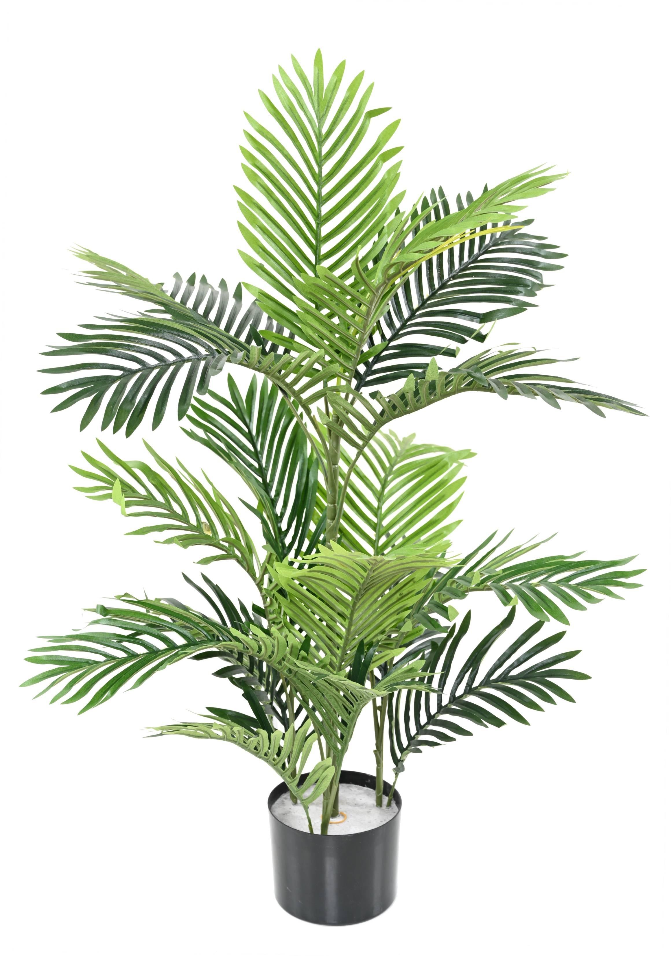 areca-tree (8)