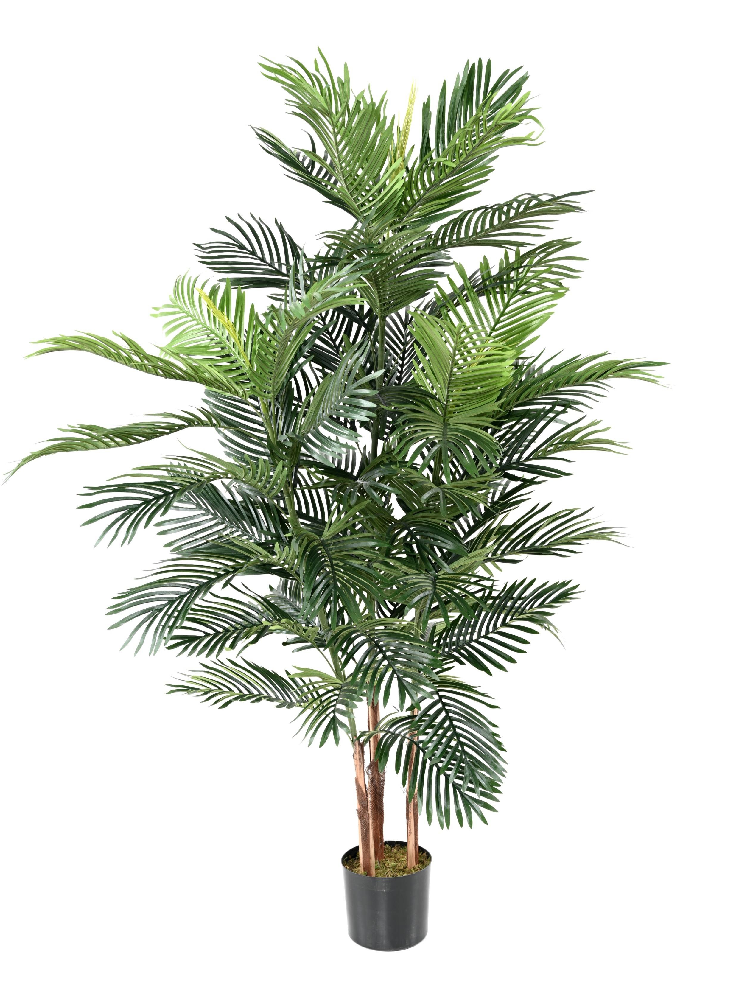 areca-tree
