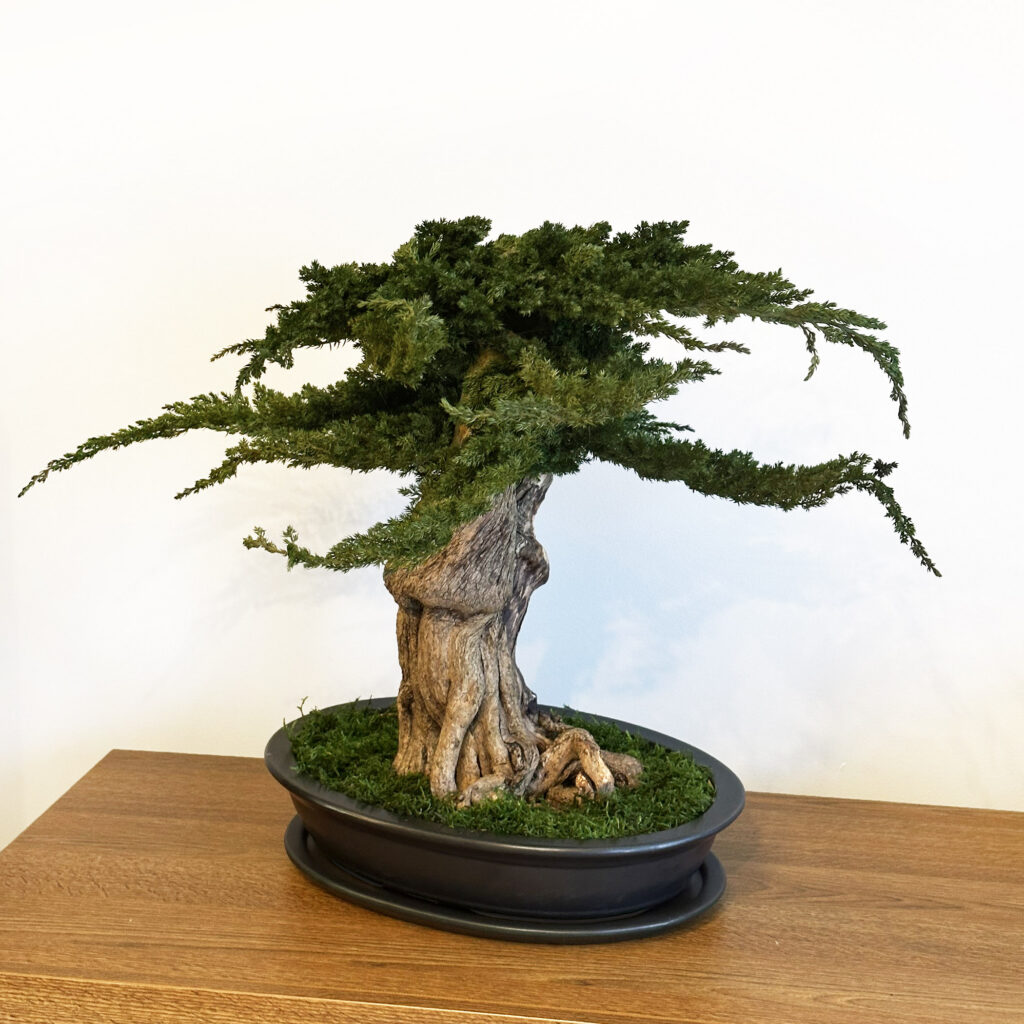 Preserved Bonsai Juniperus Root 50-55 cm – Phytowall