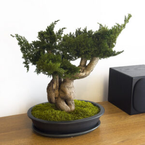 Стабилизированный бонсай юниперус Root 45 см
