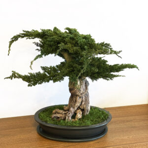 Стабилизированный бонсай юниперус Root 50–55 см