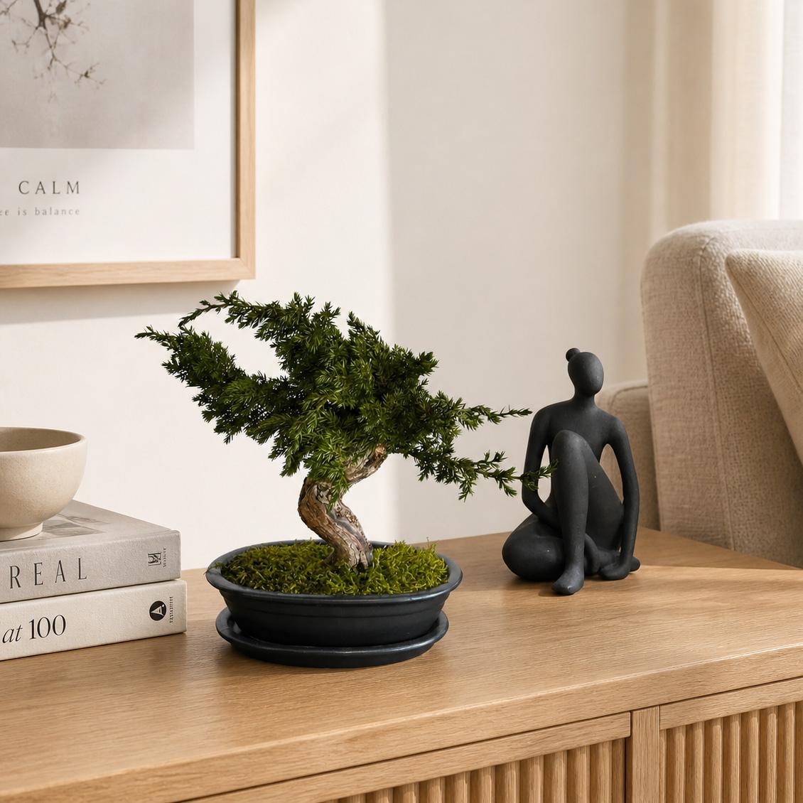 Stabiliseeritud bonsai 25 cm kinkekarbis LED-valgustusega