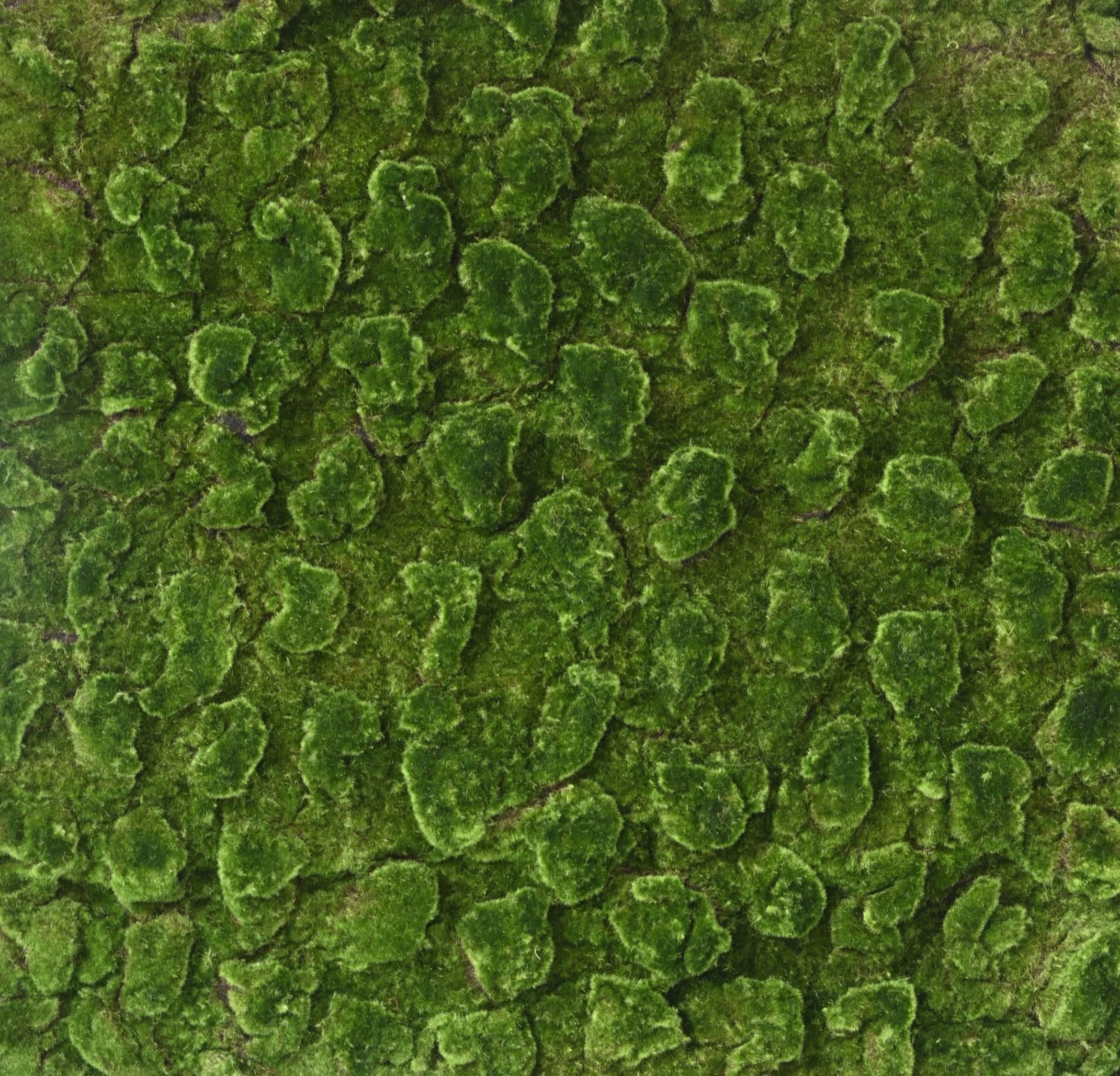 foam-new-plate-100100 (1)