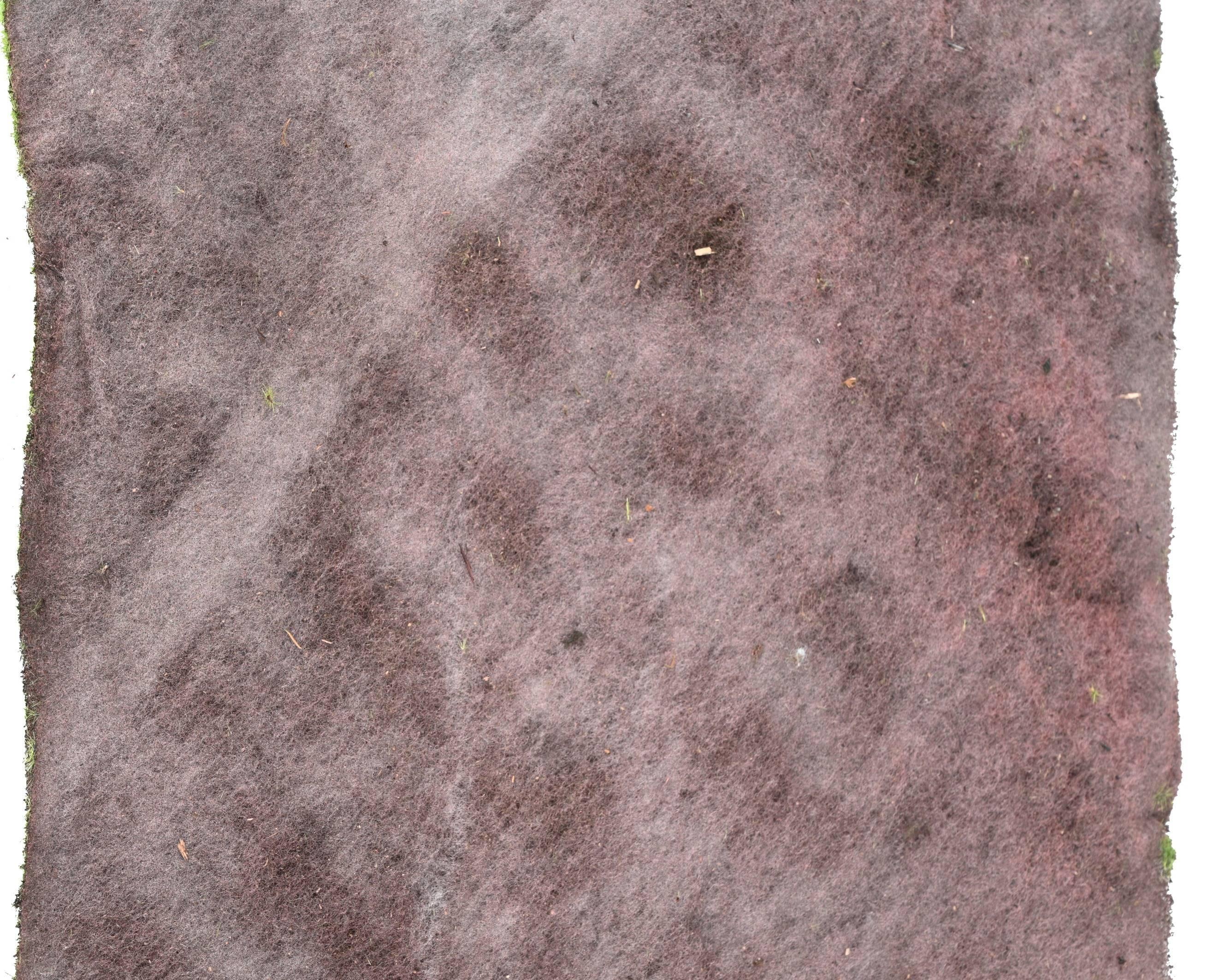 moss-plate-103103 (2)