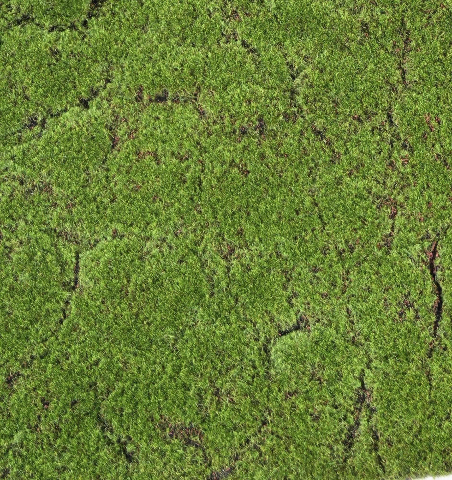 mousse-des-bois-100x100 (1)