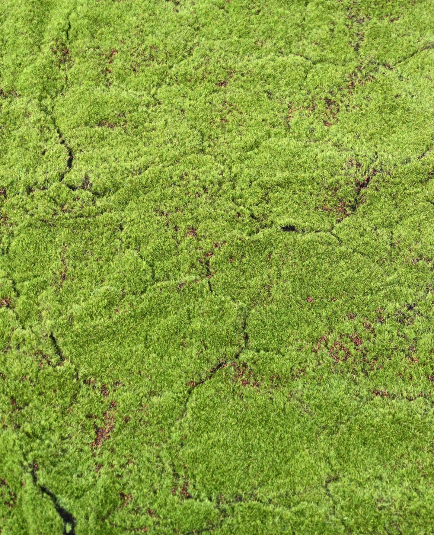 mousse-des-bois-100x100