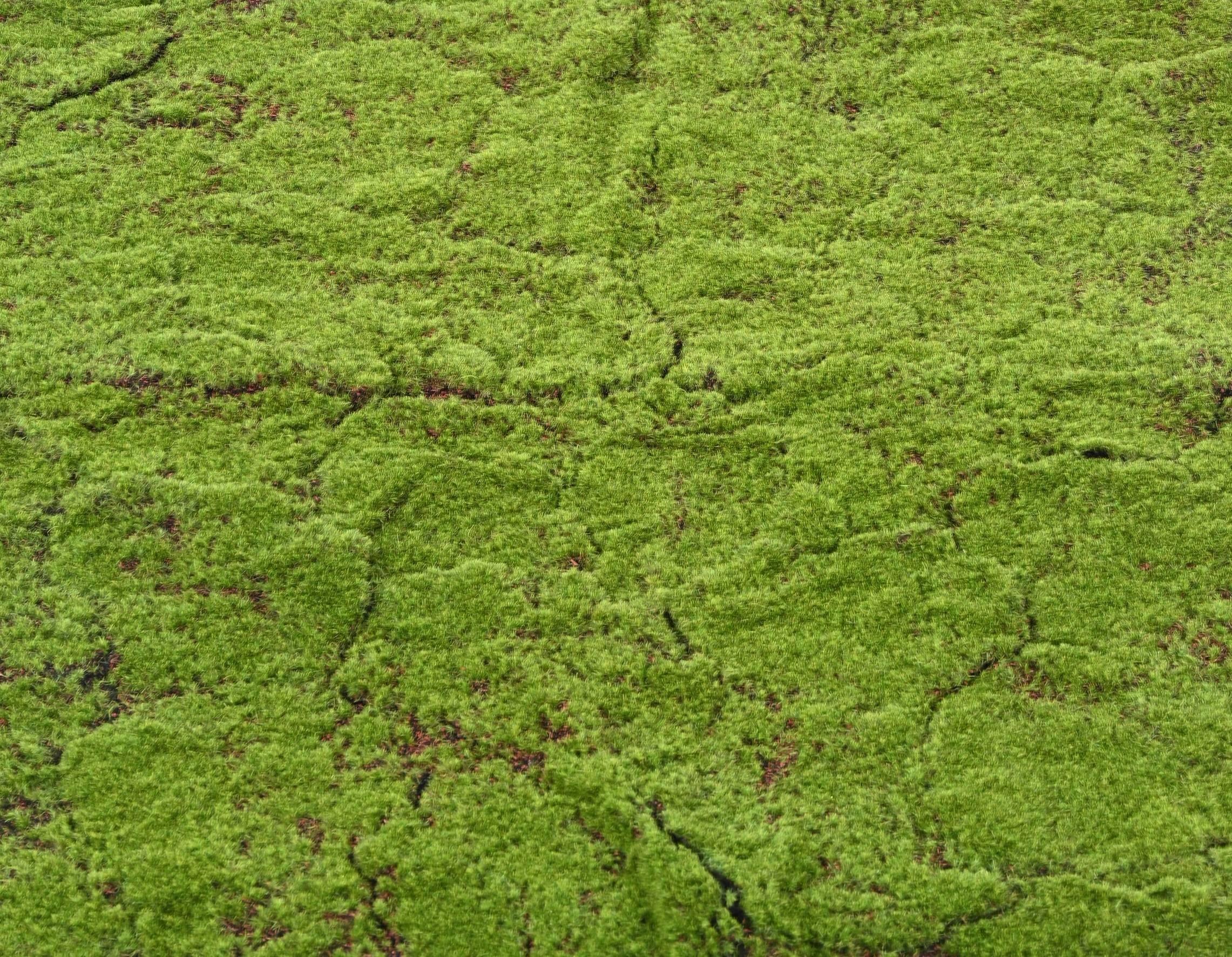 mousse-des-bois-100x200