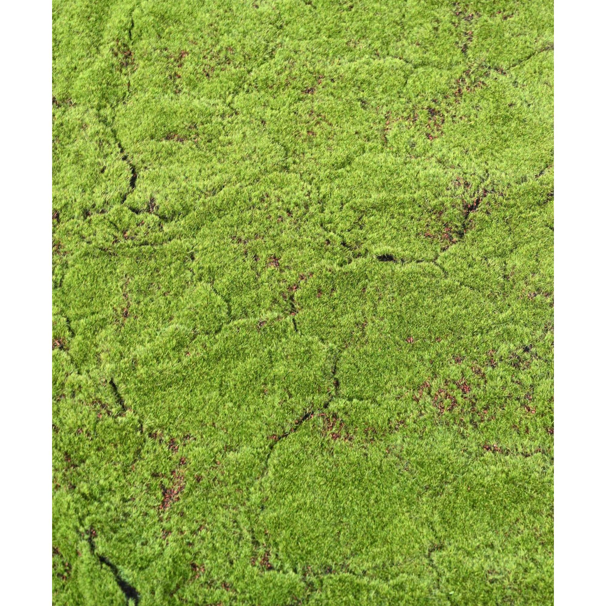 Искусственный мох 100x100 см, 200x100 см