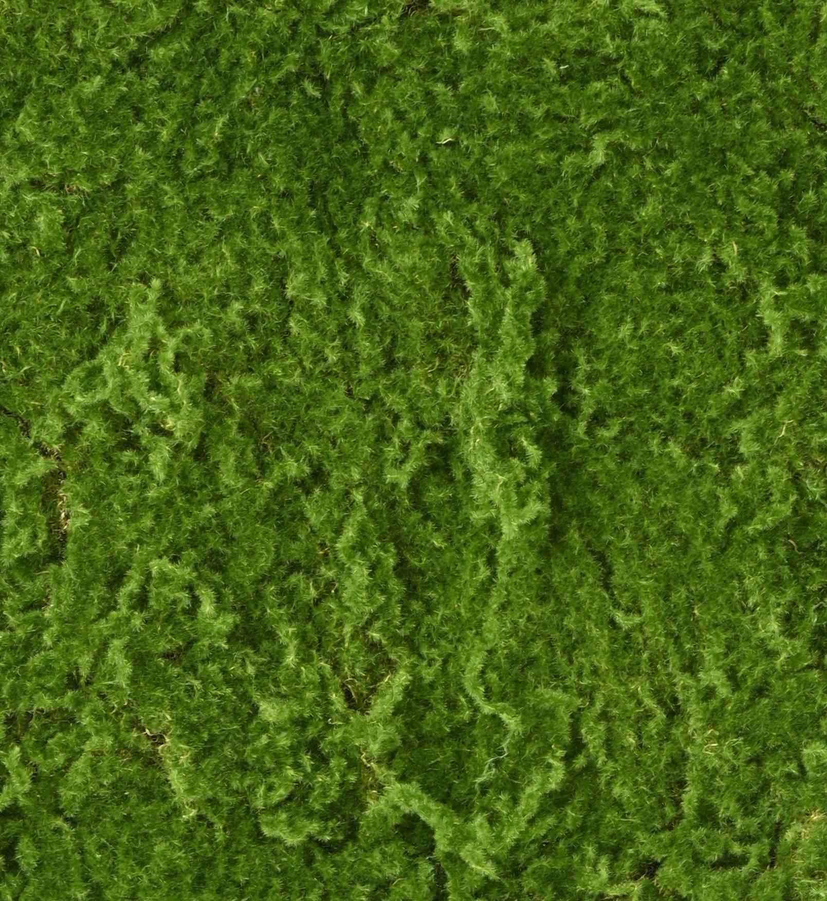 rf-100-100-moss-plate (1)