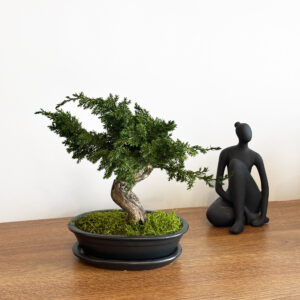 Стабилизированный бонсай 25 см в подарочной коробке с LED-подсветкой