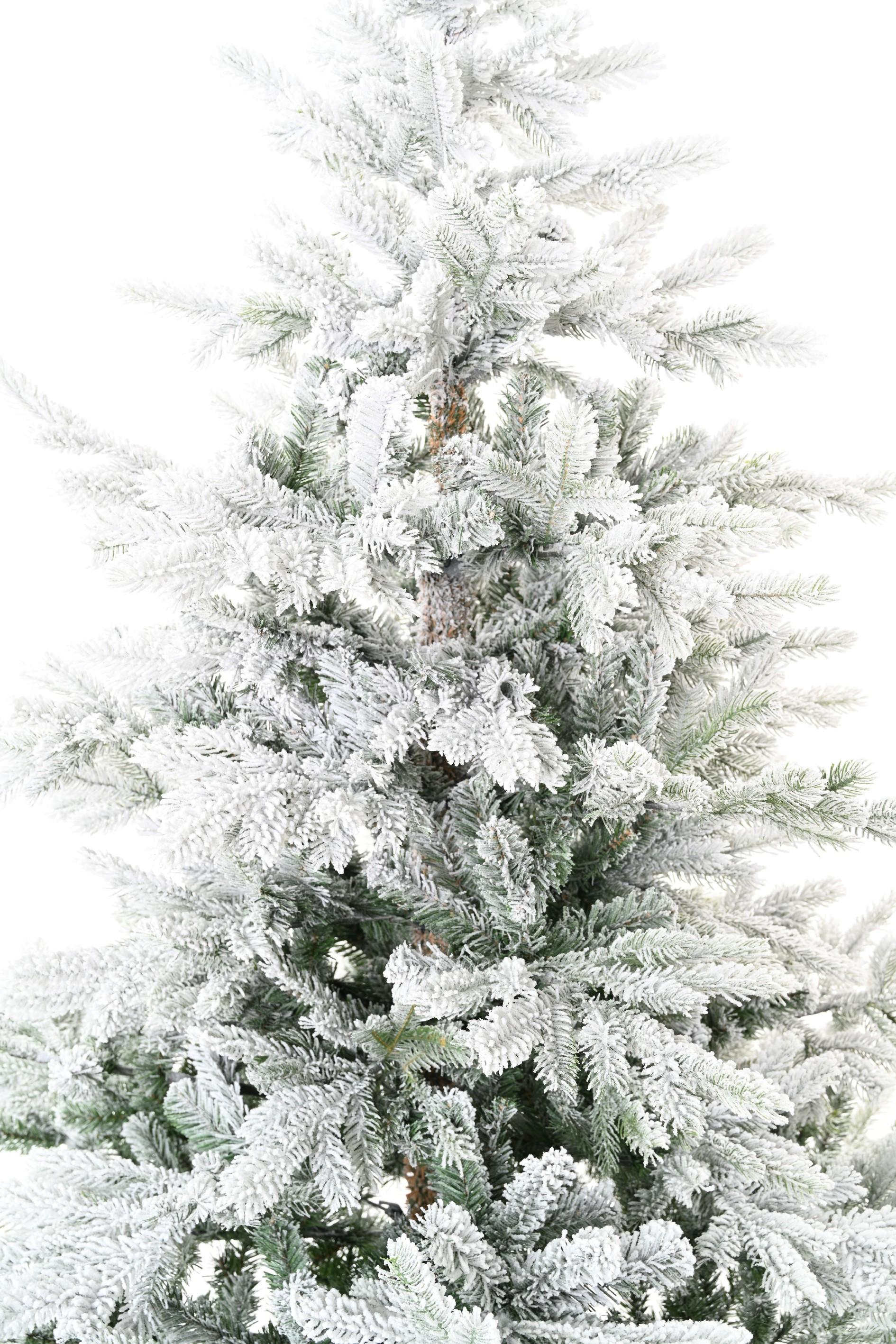 fir-grandis-snowy (1)