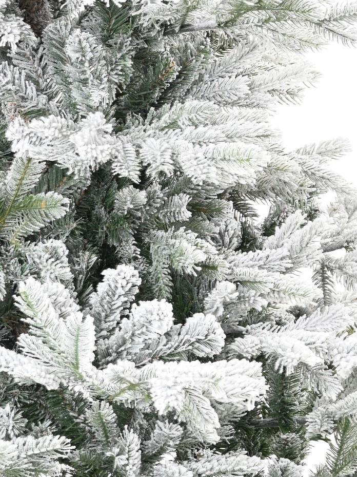 fir-grandis-snowy (2)