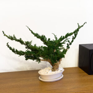 Preserved Bonsai Juniperus Sand 35 cm