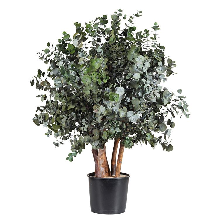 Preserved Cinerea Bush 100 cm