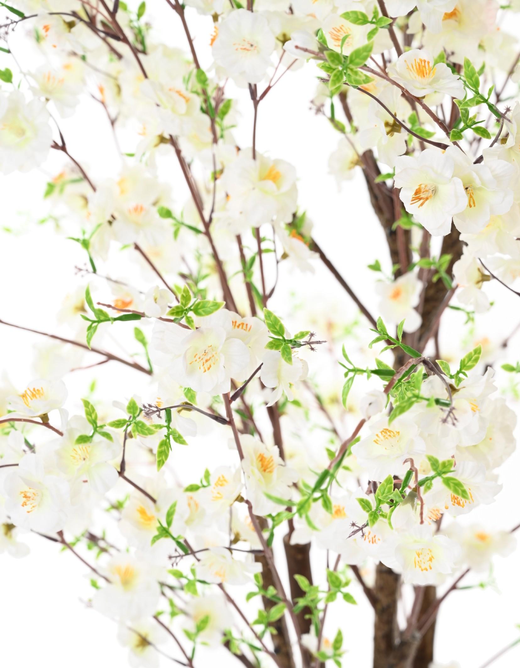 cherry-blossom-tree-tp (4)