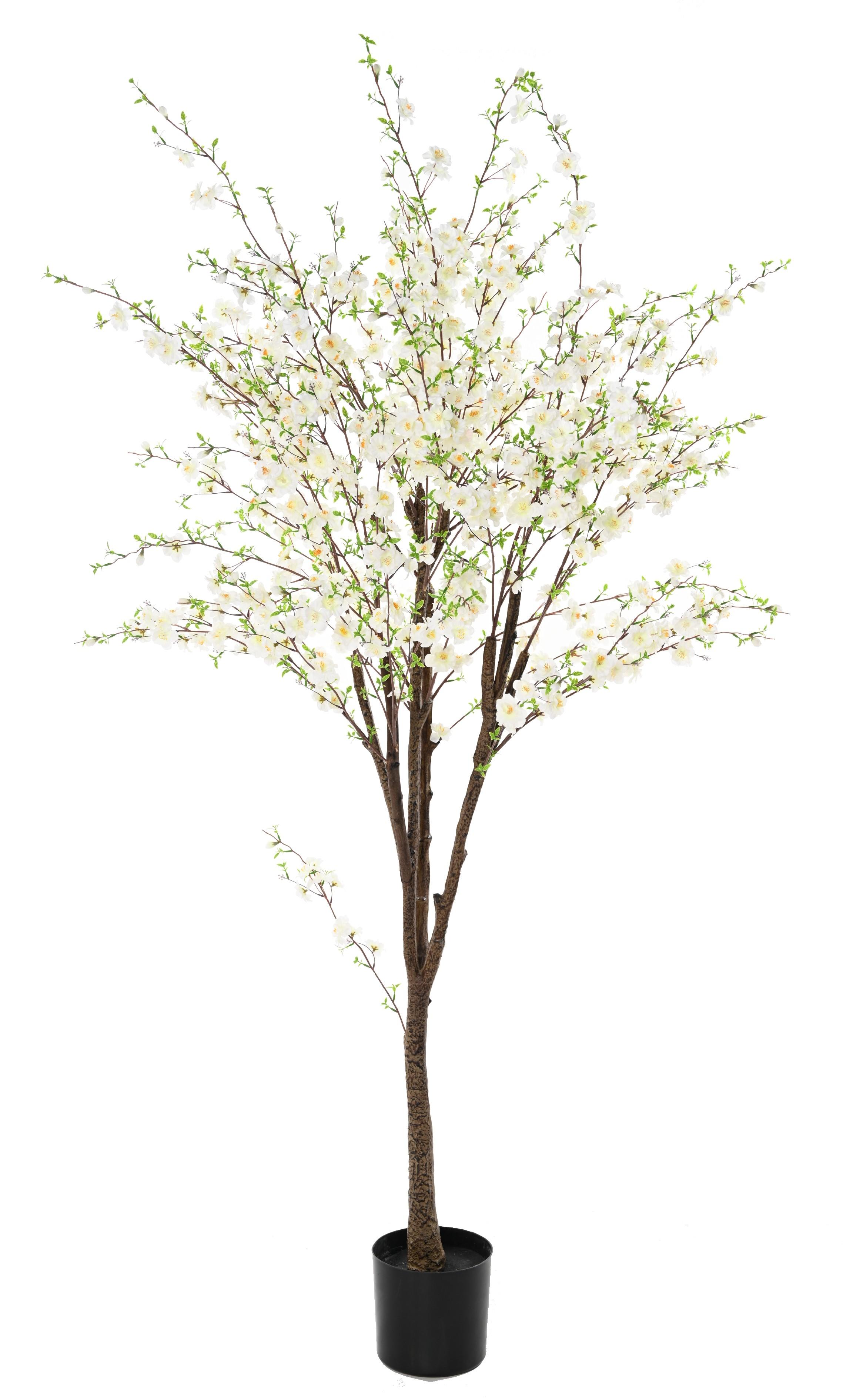 cherry-blossom-tree-tp