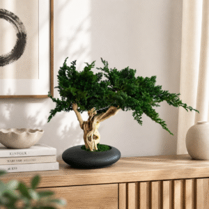 Stabiliseeritud bonsai Ryokusei 35 cm