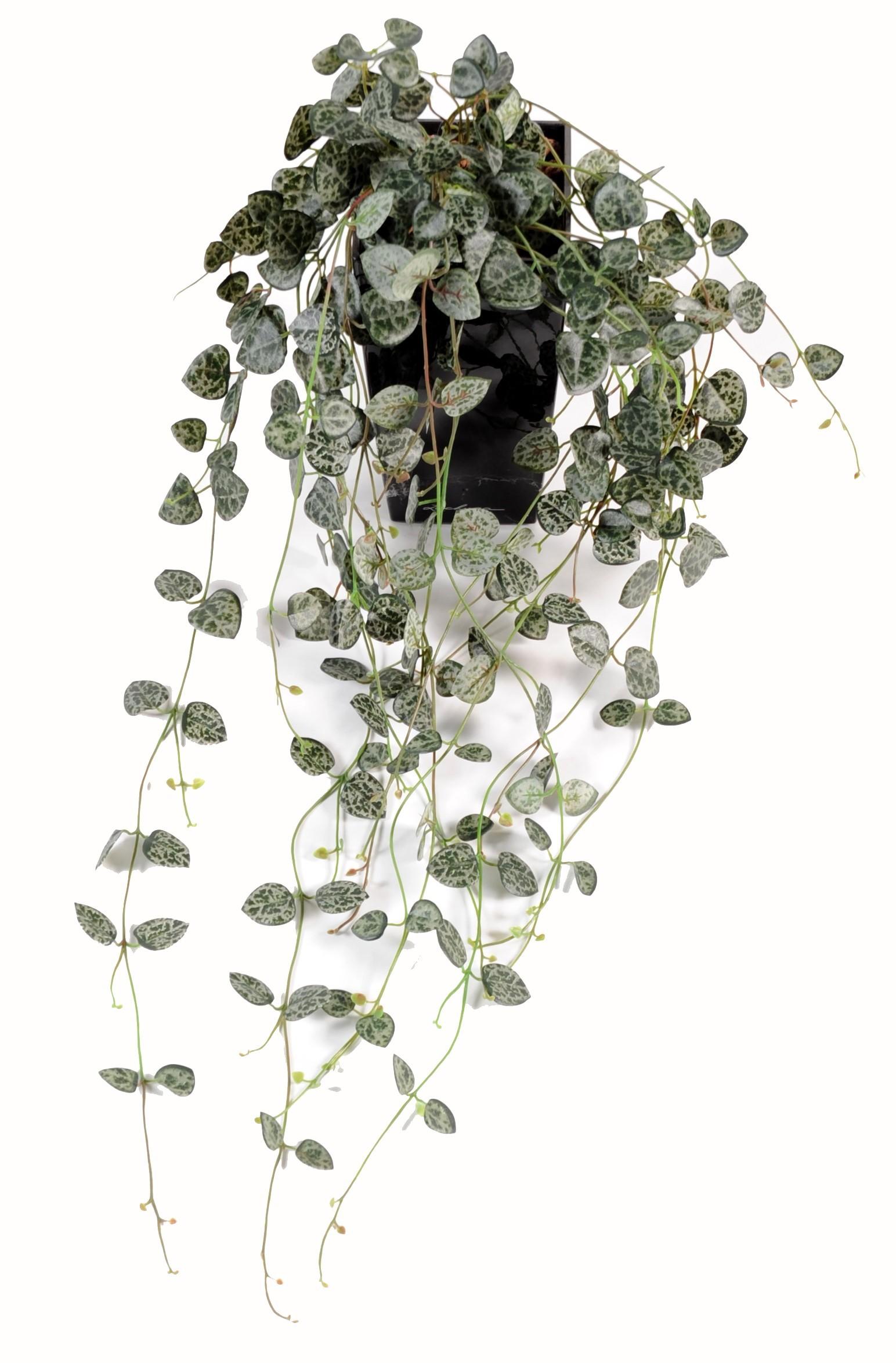 ceropegia-string-of-hearts