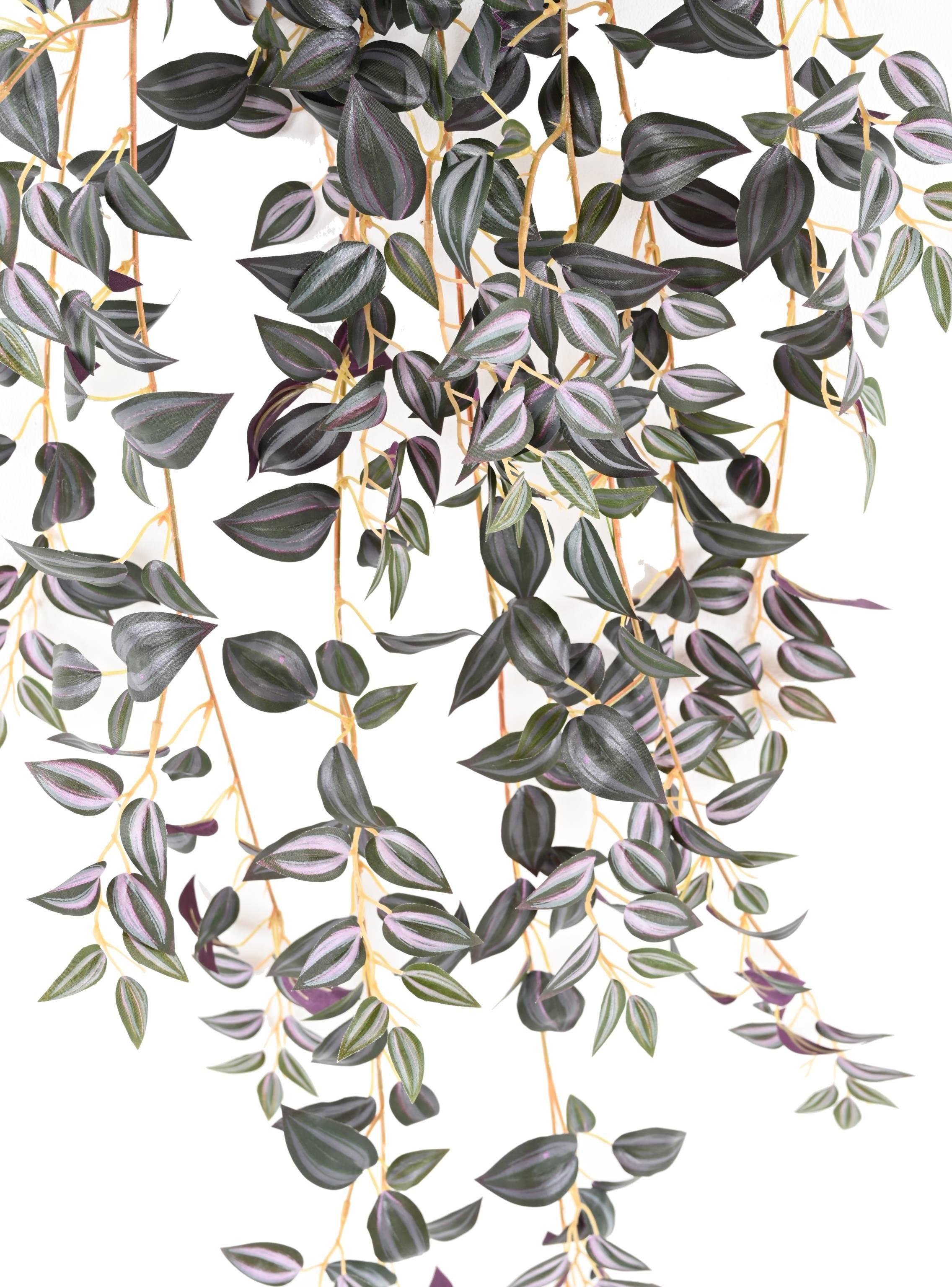 tradescantia-110 (1)