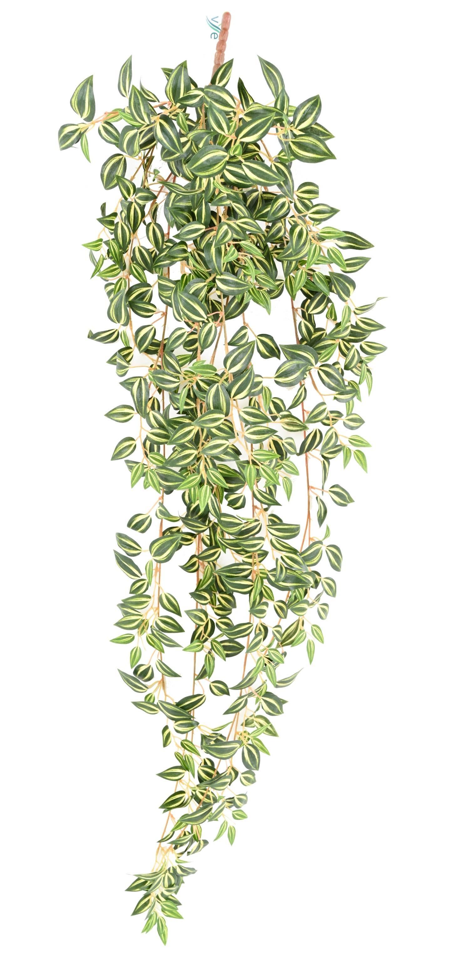 tradescantia-110 (2)