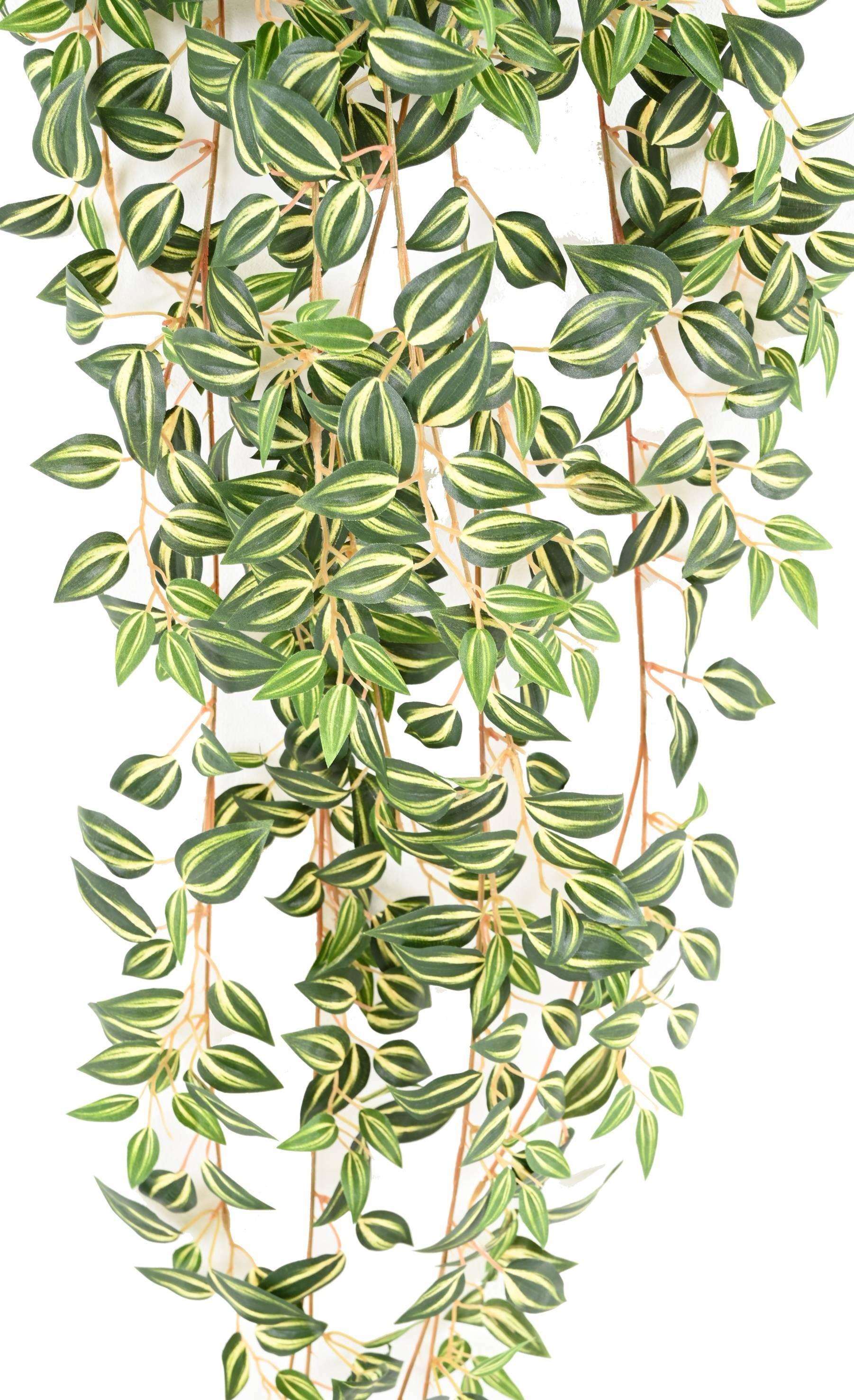 tradescantia-110 (3)