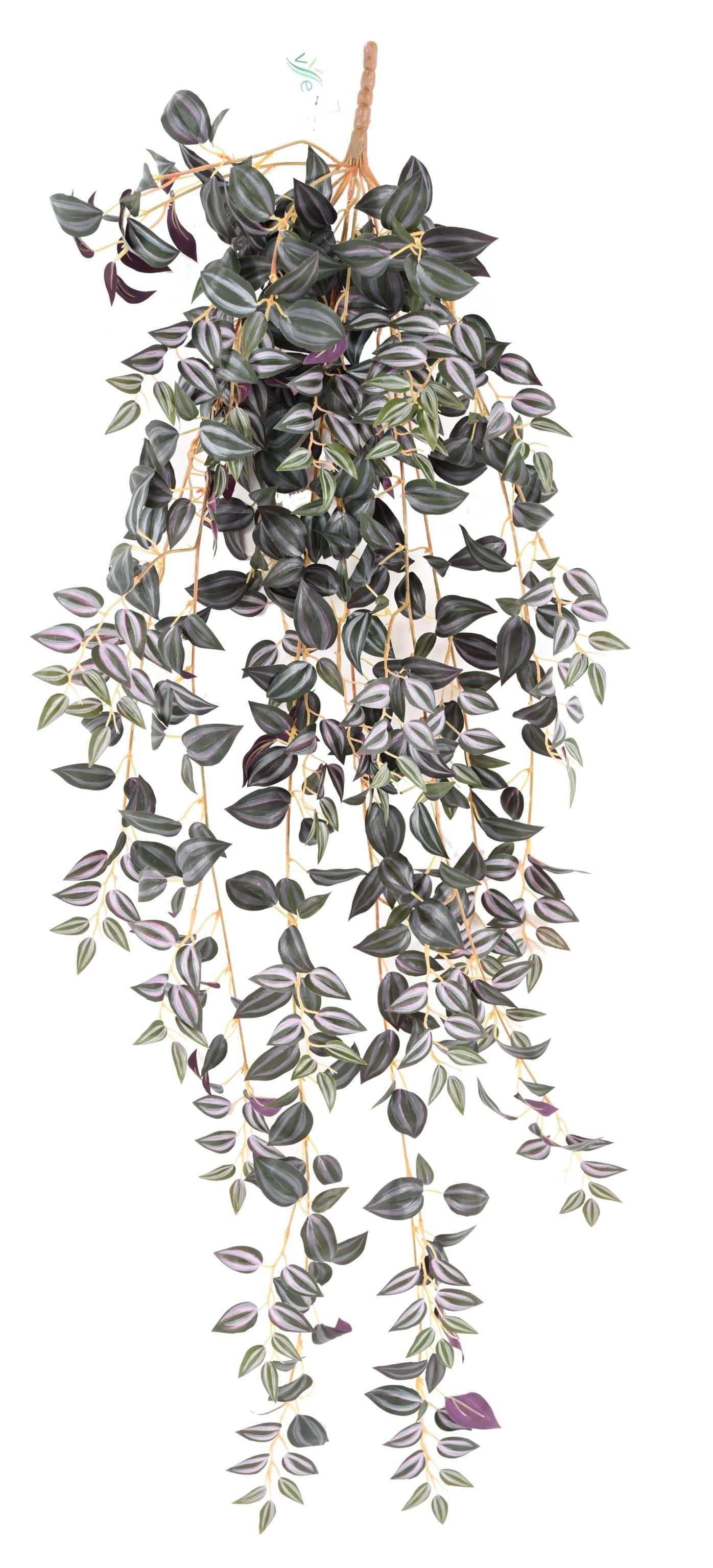 tradescantia-110