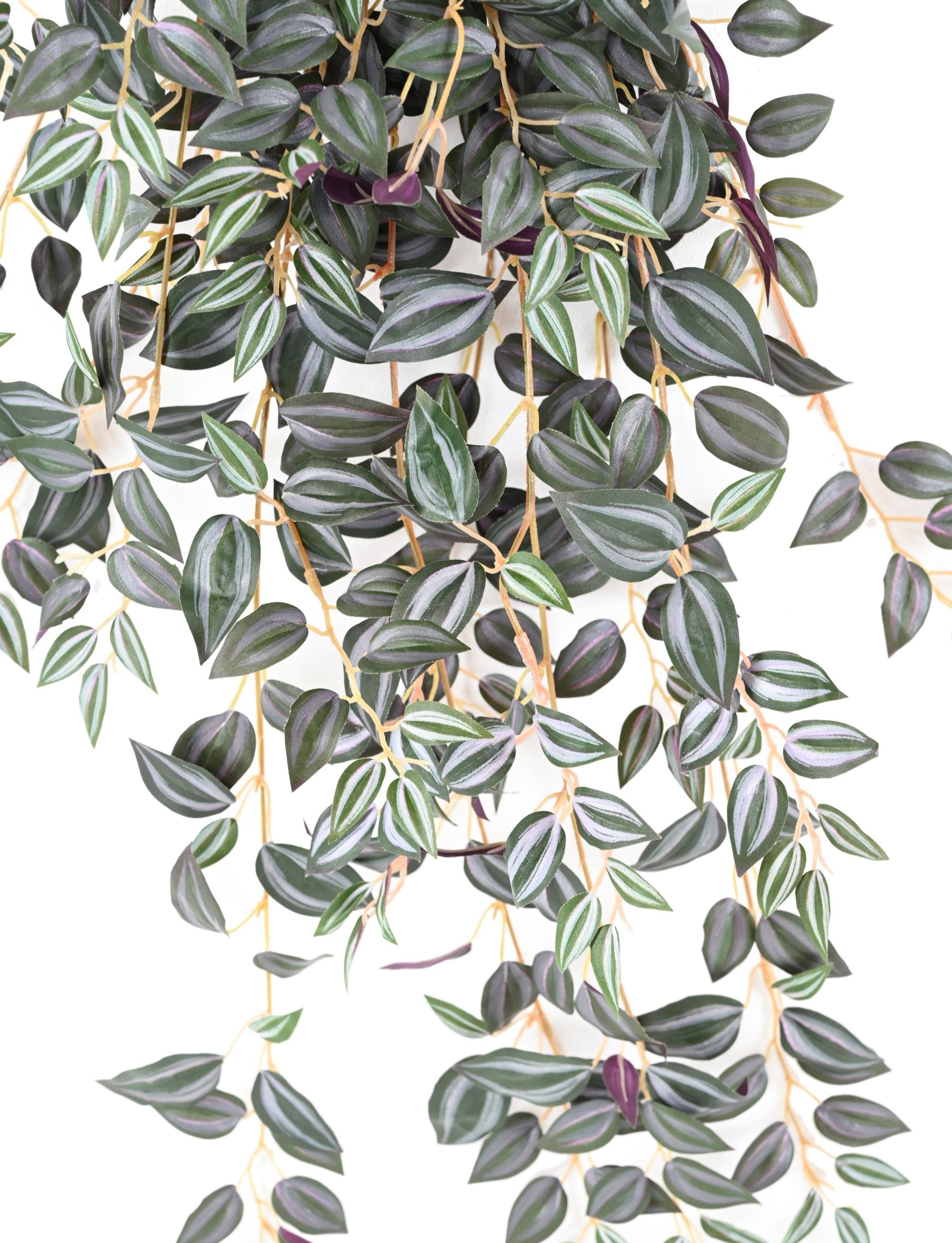 tradescantia-70 (1)