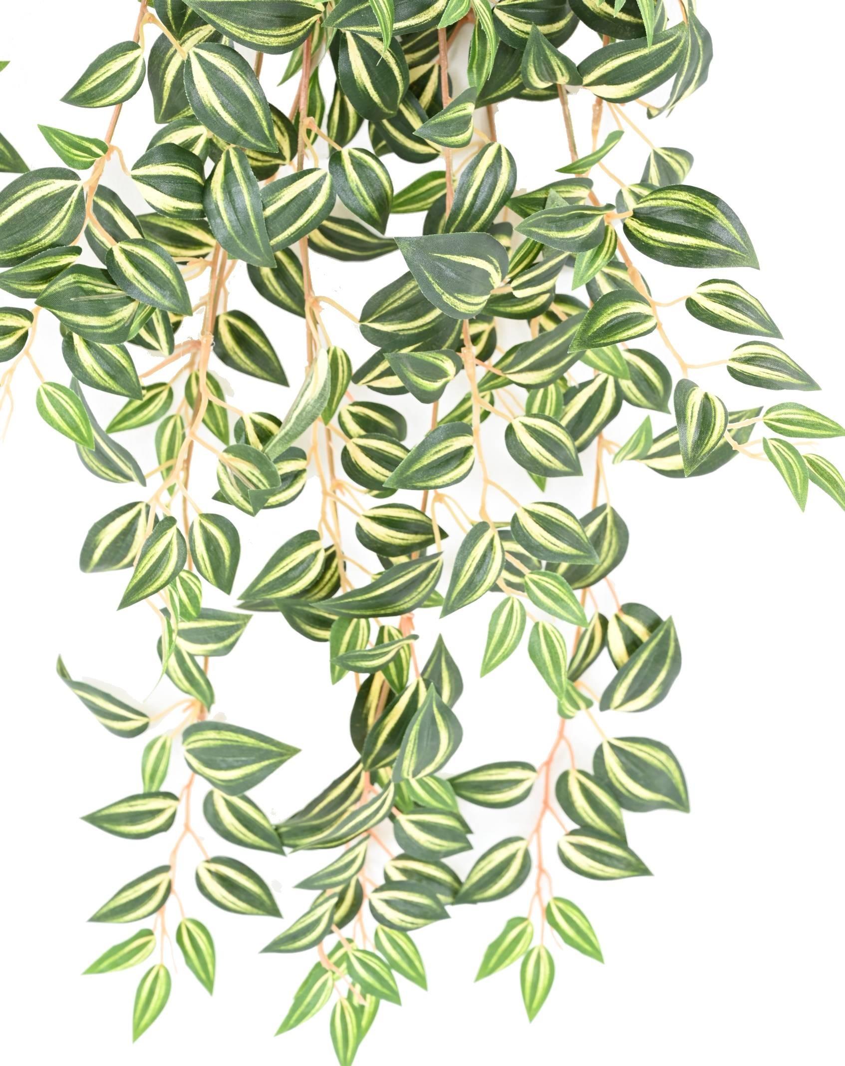 tradescantia-70 (3)