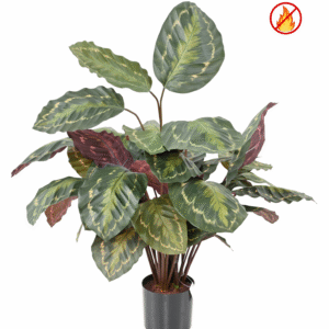 Kunstlik Calathea Roseopicta - tulekindel