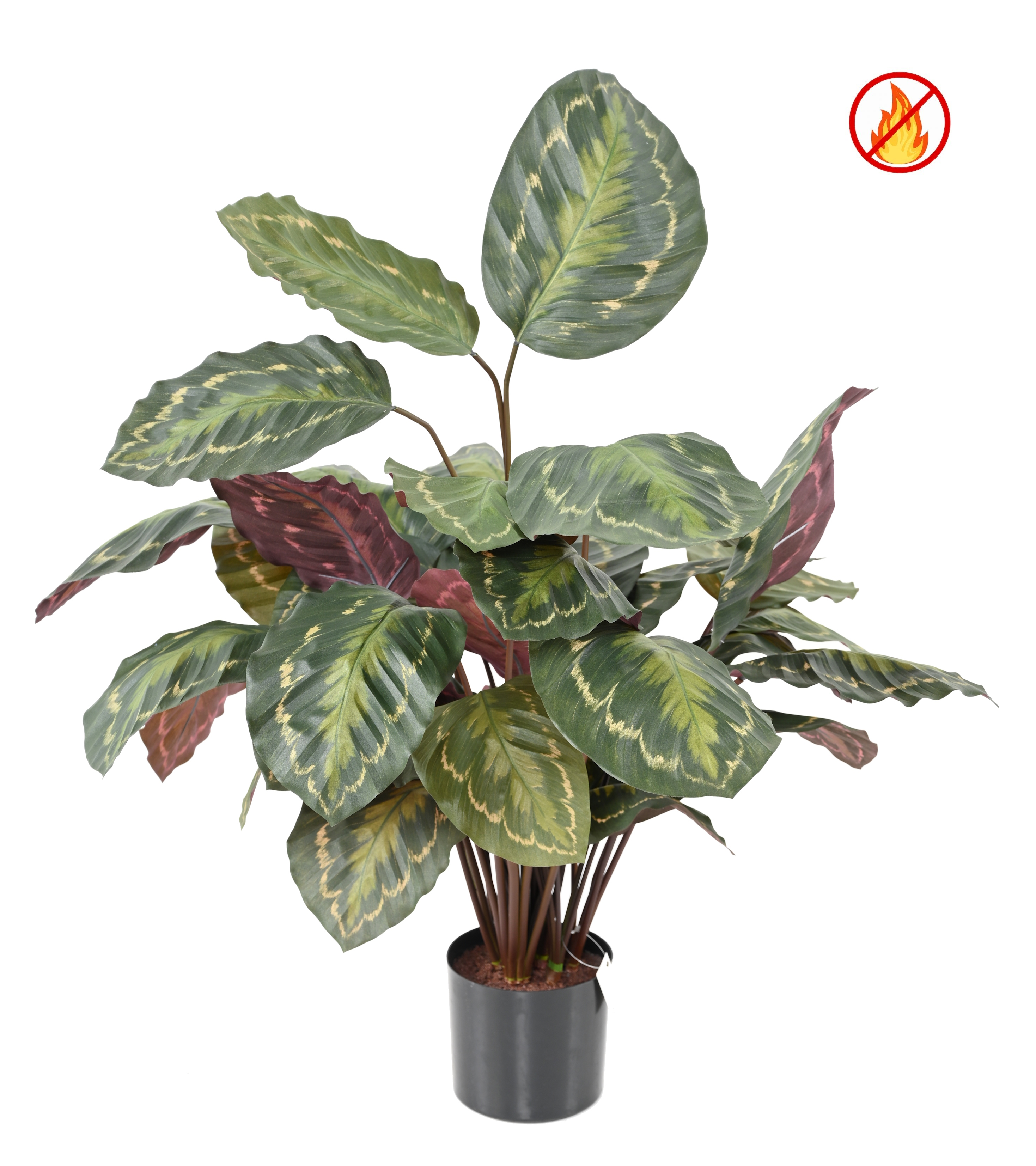 Kunstlik Calathea Roseopicta - tulekindel