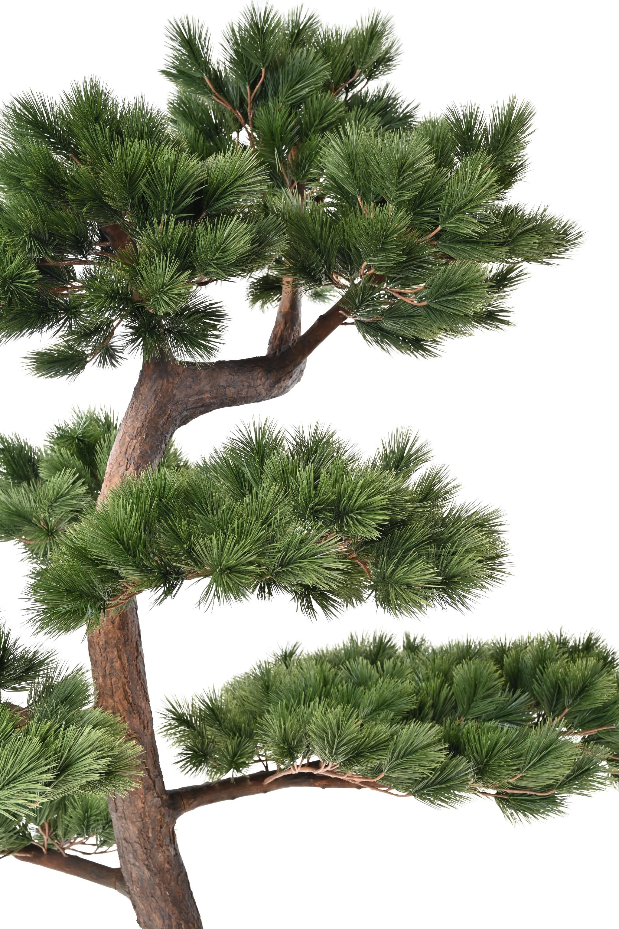 pine-scots-250 (1)
